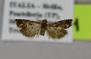  (Selania capparidana - LEP-SS-07488)  @11 [ ] No Rights Reserved (2025) Stefano Scalercio Consiglio per la ricerca in agricoltura e l'analisi dell'economia agraria