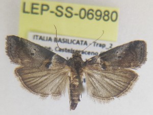  ( - LEP-SS-06980)  @11 [ ] No Rights Reserved (2025) Stefano Scalercio Council for agricultural research and economics