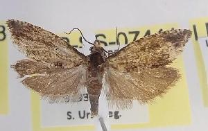  ( - LEP-SS-07441)  @11 [ ] No Rights Reserved (2025) Stefano Scalercio Council for agricultural research and economics