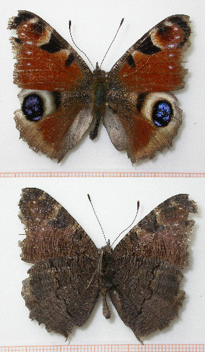  ( - LEP-SS-00107)  @13 [ ] No Rights Reserved (2015) Unspecified Unità di Ricerca per la Selvicoltura in Ambiente Mediterraneo