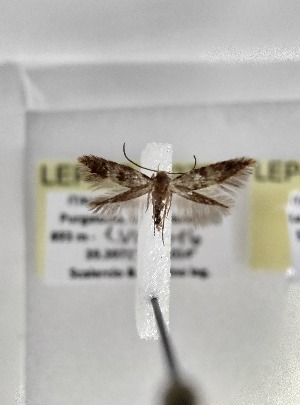  ( - LEP-SS-06277)  @11 [ ] No Rights Reserved (2024) Stefano Scalercio Consiglio per la ricerca in agricoltura e l'analisi dell'economia agraria