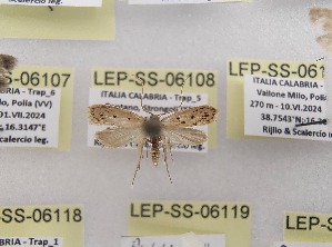  ( - LEP-SS-06108)  @11 [ ] No Rights Reserved (2024) Stefano Scalercio Consiglio per la ricerca in agricoltura e l'analisi dell'economia agraria