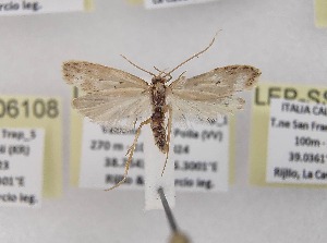  ( - LEP-SS-06109)  @11 [ ] No Rights Reserved (2024) Stefano Scalercio Consiglio per la ricerca in agricoltura e l'analisi dell'economia agraria