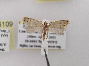  ( - LEP-SS-06110)  @11 [ ] No Rights Reserved (2024) Stefano Scalercio Consiglio per la ricerca in agricoltura e l'analisi dell'economia agraria