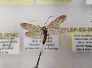  ( - LEP-SS-06141)  @11 [ ] No Rights Reserved (2024) Stefano Scalercio Consiglio per la ricerca in agricoltura e l'analisi dell'economia agraria