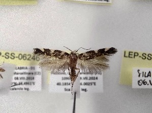  ( - LEP-SS-06247)  @11 [ ] No Rights Reserved (2024) Stefano Scalercio Consiglio per la ricerca in agricoltura e l'analisi dell'economia agraria