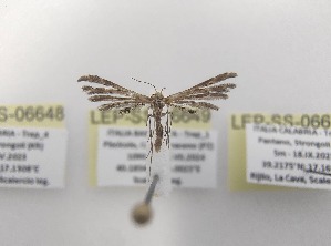  ( - LEP-SS-06649)  @11 [ ] No Rights Reserved (2024) Stefano Scalercio Consiglio per la ricerca in agricoltura e l'analisi dell'economia agraria