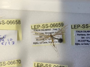  ( - LEP-SS-06659)  @11 [ ] No Rights Reserved (2024) Stefano Scalercio Consiglio per la ricerca in agricoltura e l'analisi dell'economia agraria