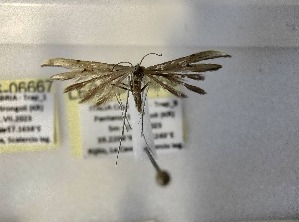  ( - LEP-SS-06668)  @11 [ ] No Rights Reserved (2024) Stefano Scalercio Consiglio per la ricerca in agricoltura e l'analisi dell'economia agraria