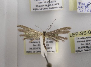  ( - LEP-SS-06669)  @11 [ ] No Rights Reserved (2024) Stefano Scalercio Consiglio per la ricerca in agricoltura e l'analisi dell'economia agraria