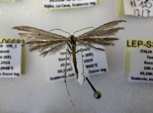  ( - LEP-SS-06684)  @11 [ ] No Rights Reserved (2024) Stefano Scalercio Consiglio per la ricerca in agricoltura e l'analisi dell'economia agraria