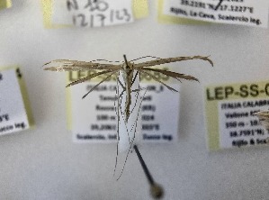  ( - LEP-SS-06685)  @11 [ ] No Rights Reserved (2024) Stefano Scalercio Consiglio per la ricerca in agricoltura e l'analisi dell'economia agraria