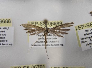  ( - LEP-SS-06689)  @11 [ ] No Rights Reserved (2024) Stefano Scalercio Consiglio per la ricerca in agricoltura e l'analisi dell'economia agraria