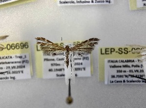  ( - LEP-SS-06697)  @11 [ ] No Rights Reserved (2024) Stefano Scalercio Consiglio per la ricerca in agricoltura e l'analisi dell'economia agraria