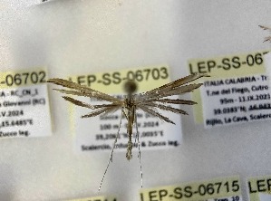  ( - LEP-SS-06703)  @11 [ ] No Rights Reserved (2024) Stefano Scalercio Consiglio per la ricerca in agricoltura e l'analisi dell'economia agraria