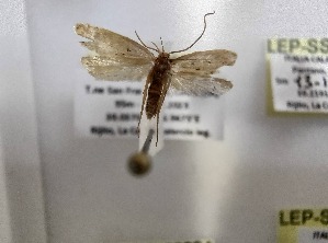  ( - LEP-SS-06812)  @11 [ ] No Rights Reserved (2024) Stefano Scalercio Consiglio per la ricerca in agricoltura e l'analisi dell'economia agraria