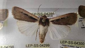  ( - LEP-SS-04286)  @11 [ ] No Rights Reserved (2023) Stefano Scalercio Consiglio per la ricerca in agricoltura e l'analisi dell'economia agraria