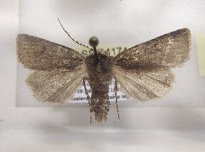  ( - LEP-SS-04174)  @11 [ ] No Rights Reserved (2023) Stefano Scalercio Consiglio per la ricerca in agricoltura e l'analisi dell'economia agraria