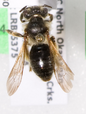  (Andrena cressonii infasciata - LRBBC221)  @14 [ ] CreativeCommons - Attribution Non-Commercial Share-Alike (2009) L.R.Best York University