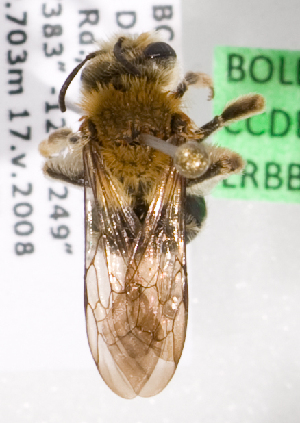  (Andrena bc154 - LRBBC253)  @11 [ ] CreativeCommons - Attribution Non-Commercial Share-Alike (2009) L.R.Best York University