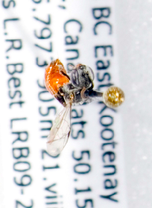  (Sphecodes sp3 - LRBBC508)  @12 [ ] CreativeCommons - Attribution Non-Commercial Share-Alike (2010) Packer Collection at York University York University