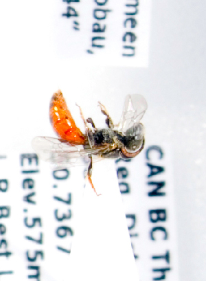  (Sphecodes bc5 - LRBBC532)  @12 [ ] CreativeCommons - Attribution Non-Commercial Share-Alike (2010) Packer Collection at York University York University