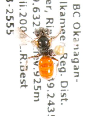  (Sphecodes bc4 - LRBBC547)  @12 [ ] CreativeCommons - Attribution Non-Commercial Share-Alike (2010) Packer Collection at York University York University