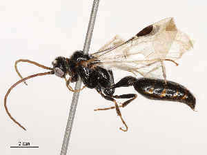  ( - CBG-B00192-G04)  @11 [ ] CreativeCommons - Attribution Share - Alike (2025) CBG Photography Group Centre for Biodiversity Genomics