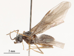  ( - CBG-B00192-G06)  @11 [ ] CreativeCommons - Attribution Share - Alike (2025) CBG Photography Group Centre for Biodiversity Genomics