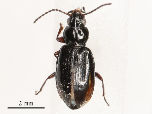  ( - CBG-B00192-G08)  @11 [ ] CreativeCommons - Attribution Share - Alike (2025) CBG Photography Group Centre for Biodiversity Genomics