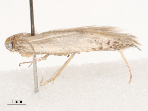  ( - CBG-B00192-G11)  @11 [ ] CreativeCommons - Attribution Share - Alike (2025) CBG Photography Group Centre for Biodiversity Genomics