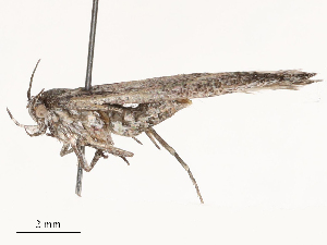  ( - CBG-B00192-H01)  @11 [ ] CreativeCommons - Attribution Share - Alike (2025) CBG Photography Group Centre for Biodiversity Genomics