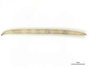  ( - CBG-B00192-H04)  @11 [ ] CreativeCommons - Attribution Share - Alike (2025) CBG Photography Group Centre for Biodiversity Genomics