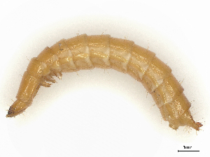  ( - CBG-B00192-H05)  @11 [ ] CreativeCommons - Attribution Share - Alike (2025) CBG Photography Group Centre for Biodiversity Genomics