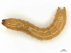  ( - CBG-B00192-H07)  @11 [ ] CreativeCommons - Attribution Share - Alike (2025) CBG Photography Group Centre for Biodiversity Genomics