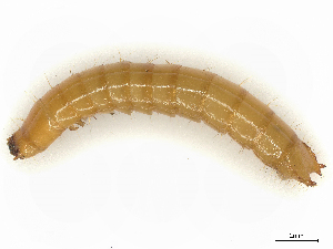  ( - CBG-B00192-H08)  @11 [ ] CreativeCommons - Attribution Share - Alike (2025) CBG Photography Group Centre for Biodiversity Genomics