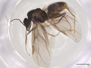  ( - CBG-B00271-D04)  @11 [ ] CreativeCommons - Attribution Share Alike (2025) CBG Photography Group Centre for Biodiversity Genomics