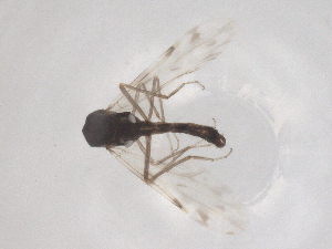  ( - CBG-B00271-G11)  @11 [ ] CreativeCommons - Attribution Share Alike (2025) CBG Photography Group Centre for Biodiversity Genomics