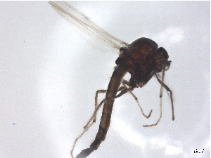  ( - CBG-B00271-H10)  @11 [ ] CreativeCommons - Attribution Share Alike (2025) CBG Photography Group Centre for Biodiversity Genomics