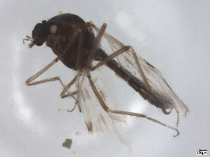  ( - CBG-B01066-A09)  @11 [ ] CreativeCommons - Attribution Share - Alike (2025) CBG Photography Group Centre for Biodiversity Genomics