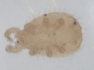  ( - CBG-B01123-A02)  @11 [ ] CreativeCommons - Attribution Share - Alike (2025) CBG Photography Group Centre for Biodiversity Genomics