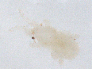  ( - CBG-B01123-G03)  @11 [ ] CreativeCommons - Attribution Share - Alike (2025) CBG Photography Group Centre for Biodiversity Genomics