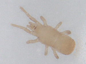  ( - CBG-B01129-H06)  @11 [ ] CreativeCommons - Attribution Share - Alike (2025) CBG Photography Group Centre for Biodiversity Genomics