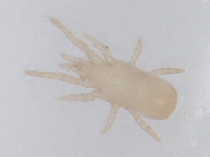  ( - CBG-B01129-H08)  @11 [ ] CreativeCommons - Attribution Share - Alike (2025) CBG Photography Group Centre for Biodiversity Genomics