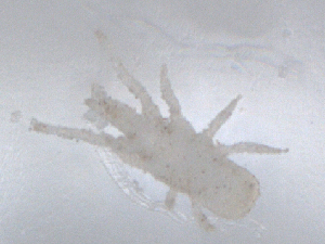  ( - CBG-B01130-C04)  @11 [ ] CreativeCommons - Attribution Share - Alike (2025) CBG Photography Group Centre for Biodiversity Genomics