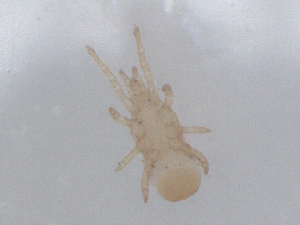  ( - CBG-B01130-E05)  @11 [ ] CreativeCommons - Attribution Share - Alike (2025) CBG Photography Group Centre for Biodiversity Genomics