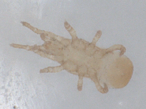  ( - CBG-B01130-F05)  @11 [ ] CreativeCommons - Attribution Share - Alike (2025) CBG Photography Group Centre for Biodiversity Genomics