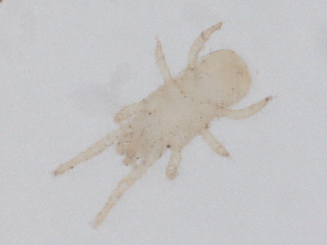  ( - CBG-B01130-H08)  @11 [ ] CreativeCommons - Attribution Share - Alike (2025) CBG Photography Group Centre for Biodiversity Genomics