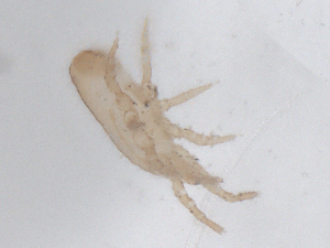  ( - CBG-B01131-A11)  @11 [ ] CreativeCommons - Attribution Share - Alike (2025) CBG Photography Group Centre for Biodiversity Genomics