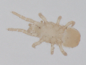  ( - CBG-B01132-H04)  @11 [ ] CreativeCommons - Attribution Share - Alike (2025) CBG Photography Group Centre for Biodiversity Genomics